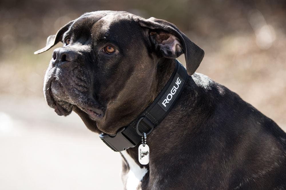 Rogue fitness hotsell dog collar